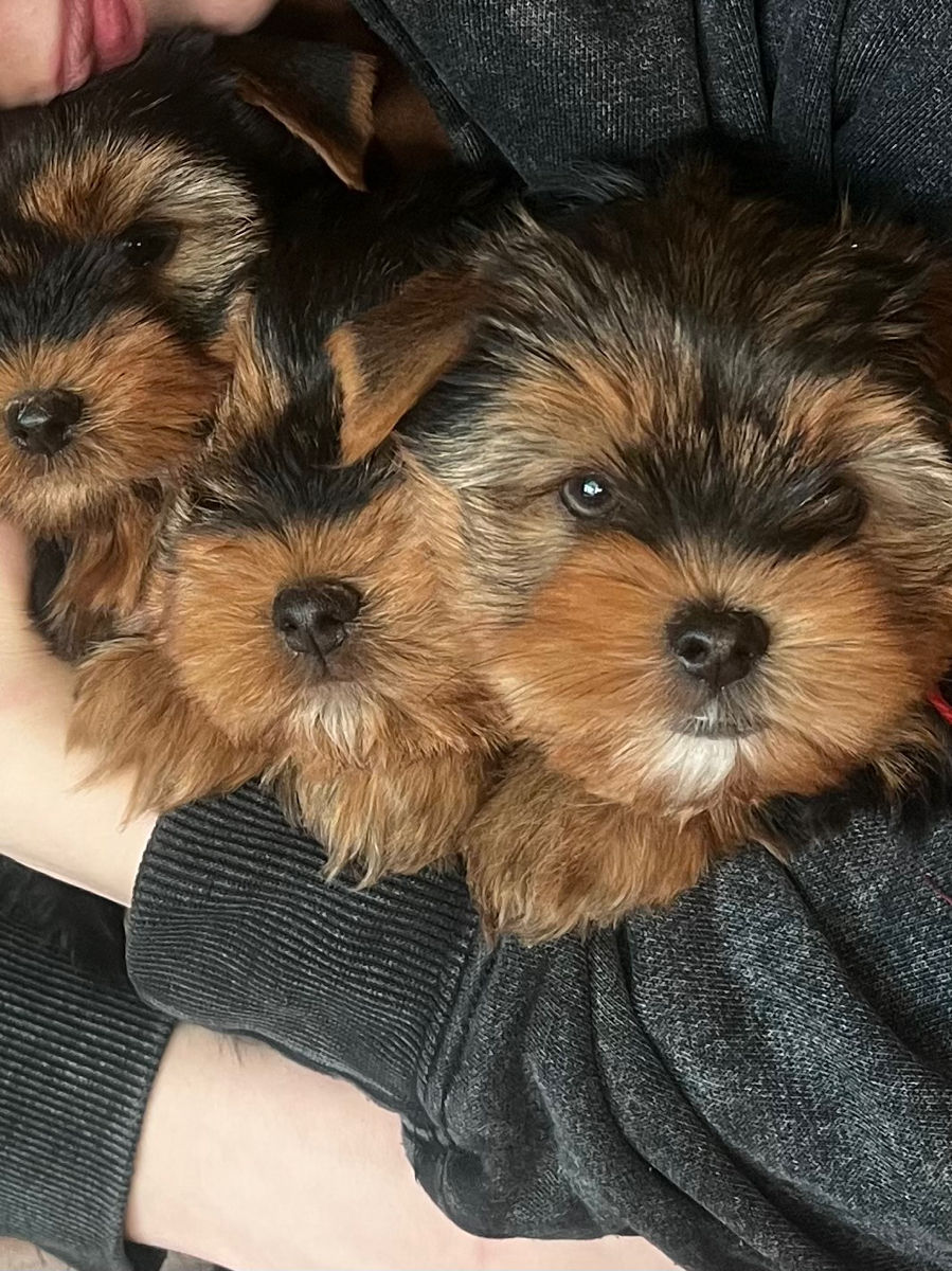 În vânzare Yorkshire terrier foto 1