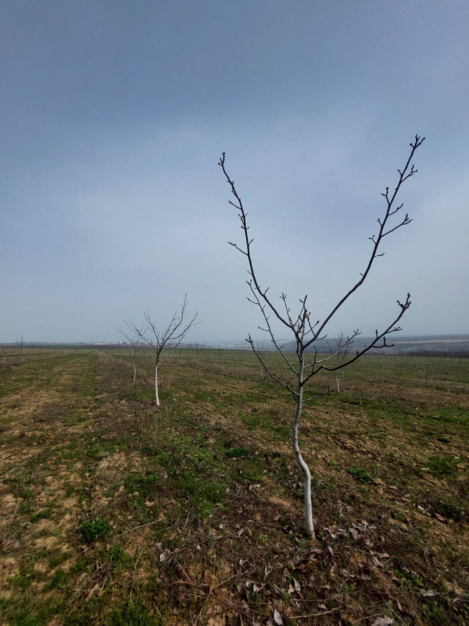 Livadă de nuci chandler, 7 ani - 11.4 ha cu sistem de irigare. foto 0
