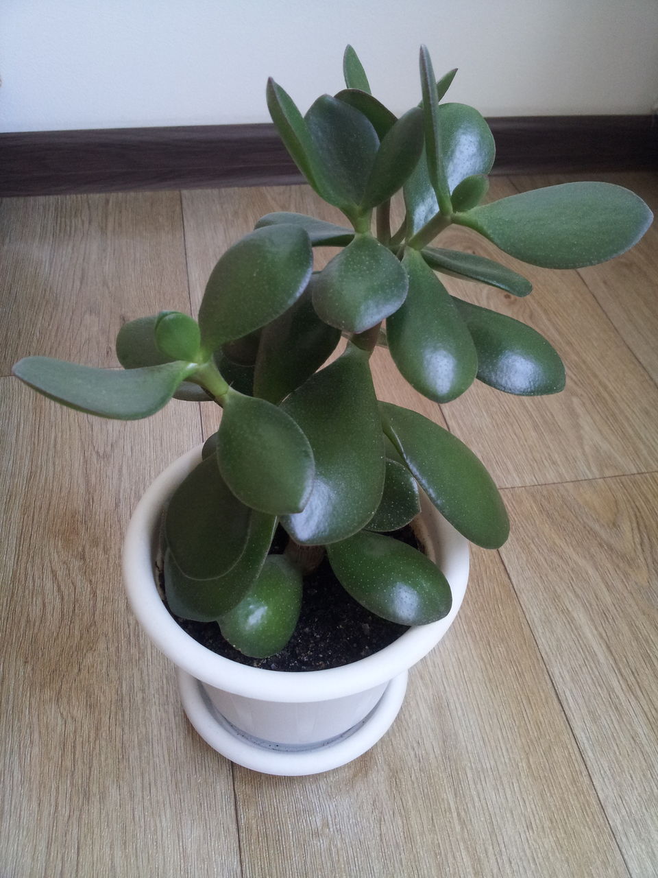 Денежное дерево (30cm)