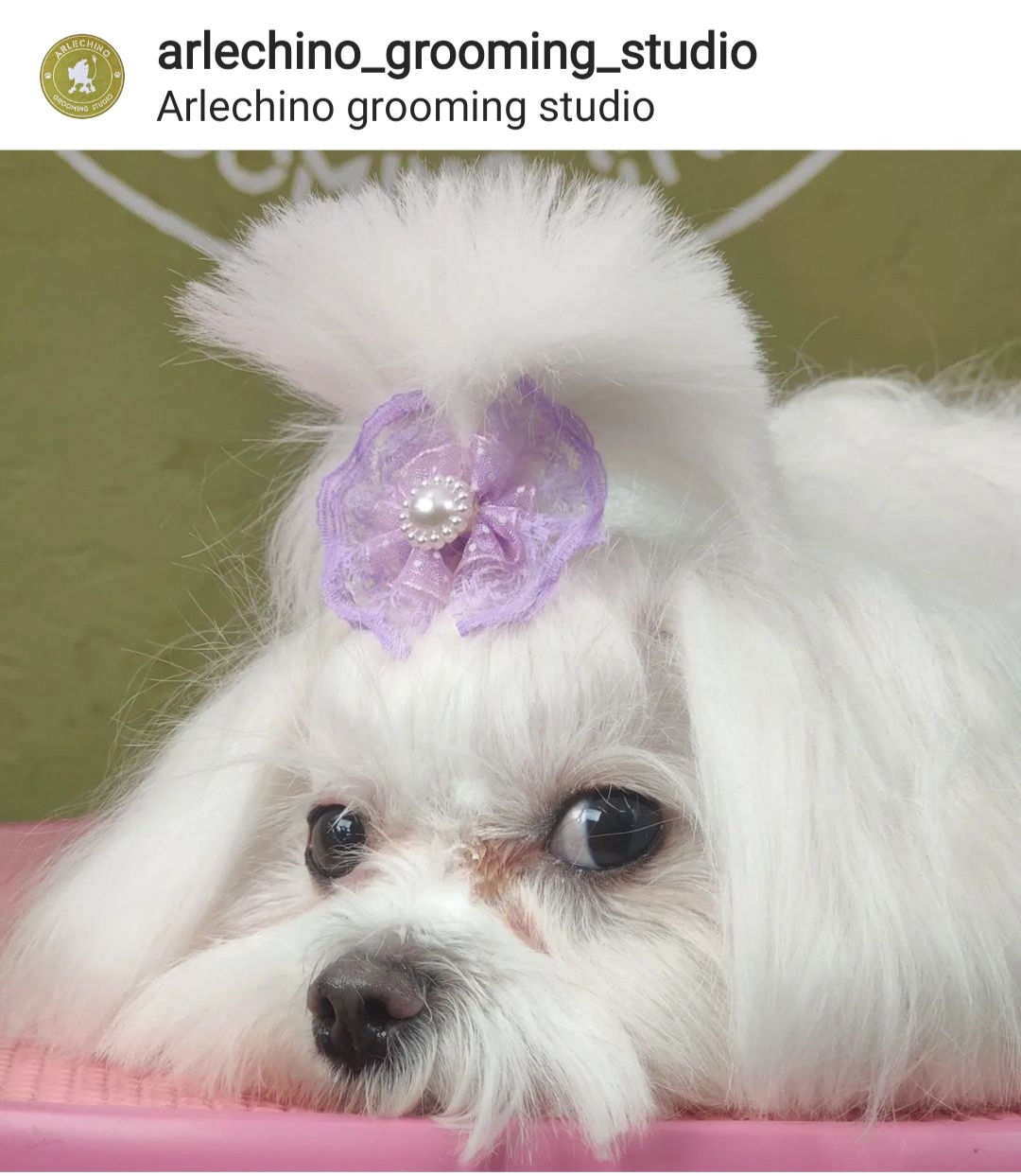 "Arlechino Grooming Studio". Buiucani. Îngrijirea cainilor si a pisicilor. foto 10