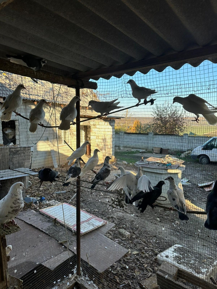 vind hulubi (porumbei) 40 lei bucata foto 1