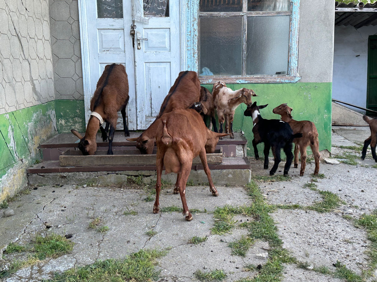 Продам козлят   foto 5
