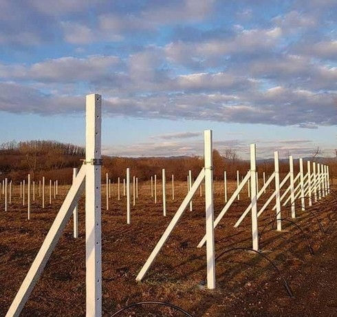 Pari pentru vie. Spalera. foto 2