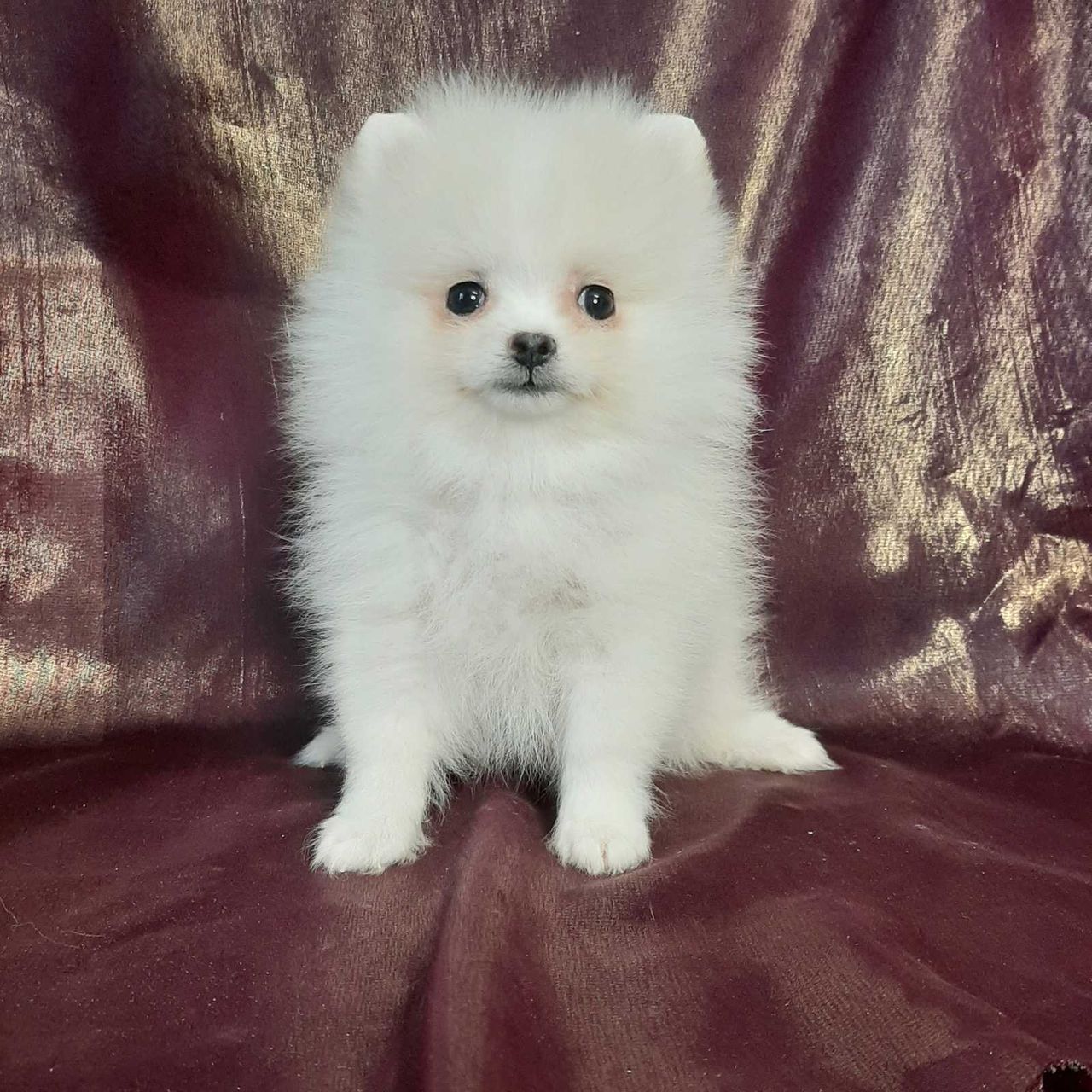 Девочка микро померанский шпиц ( pomeranian spitz )