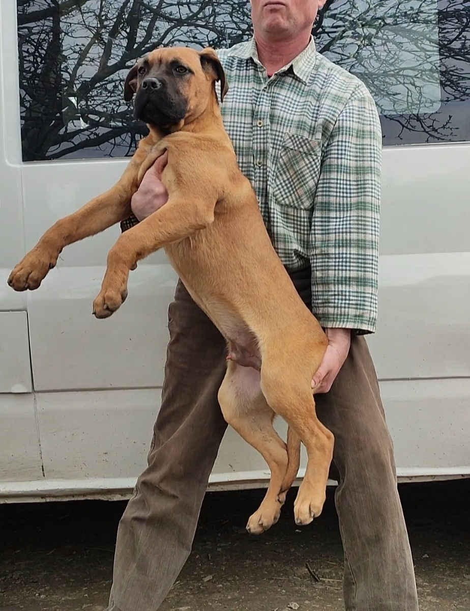 Cane corso  foto 1