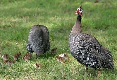 Oua de gaina,pikiri,bibilica,curca,rate mute pentru incubare / яйца для инкубации foto 0
