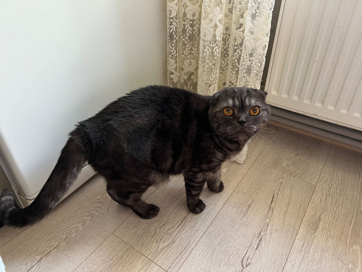 Scottish Fold black smoke  foto 0