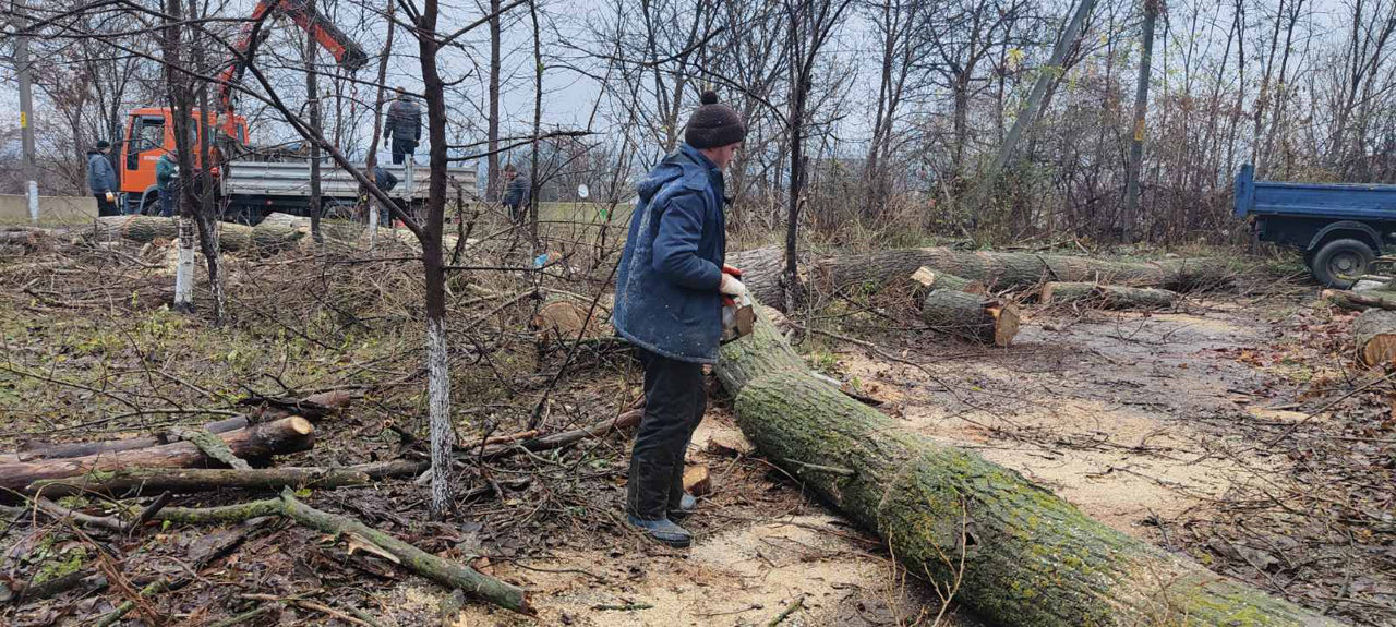 Servicii tăiere a copacilor sau crengilor problematice! foto 9