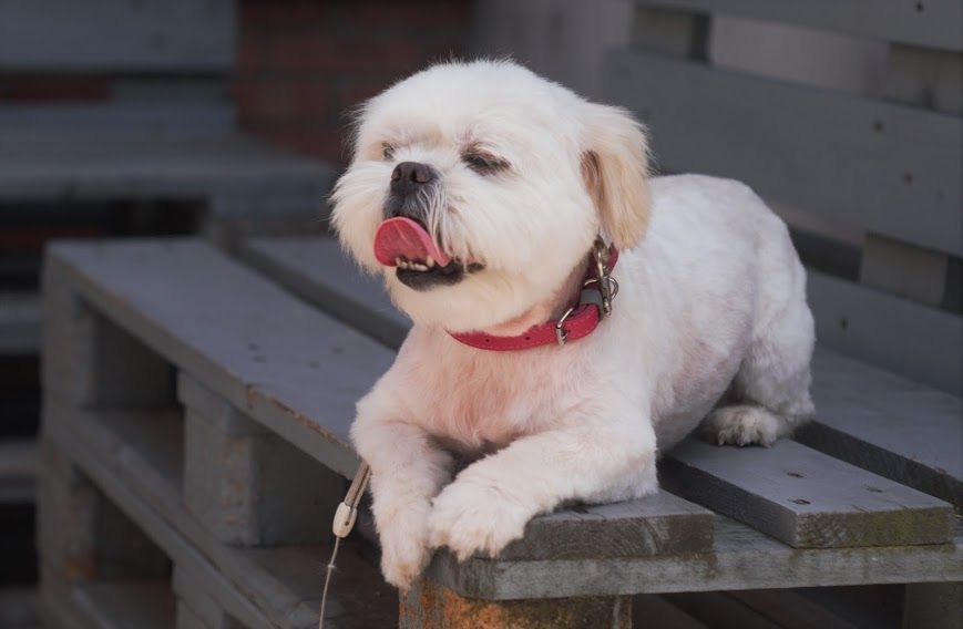 Зоосалон "Mister Dog" предлагает парикмахерские услуги для животных! 350 лей фото 5
