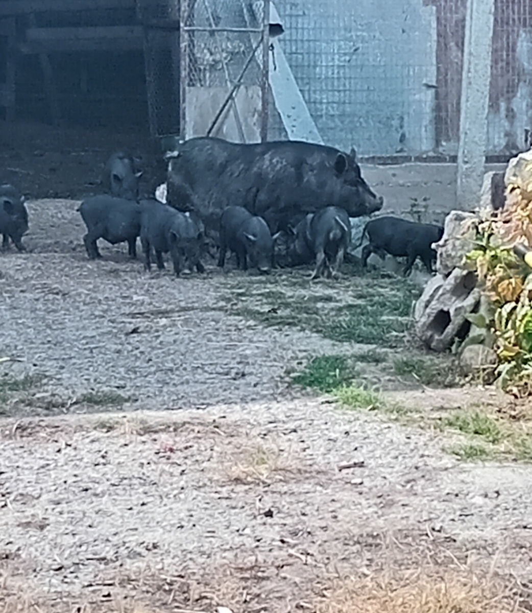 Purcei vietnamezi  foto 0