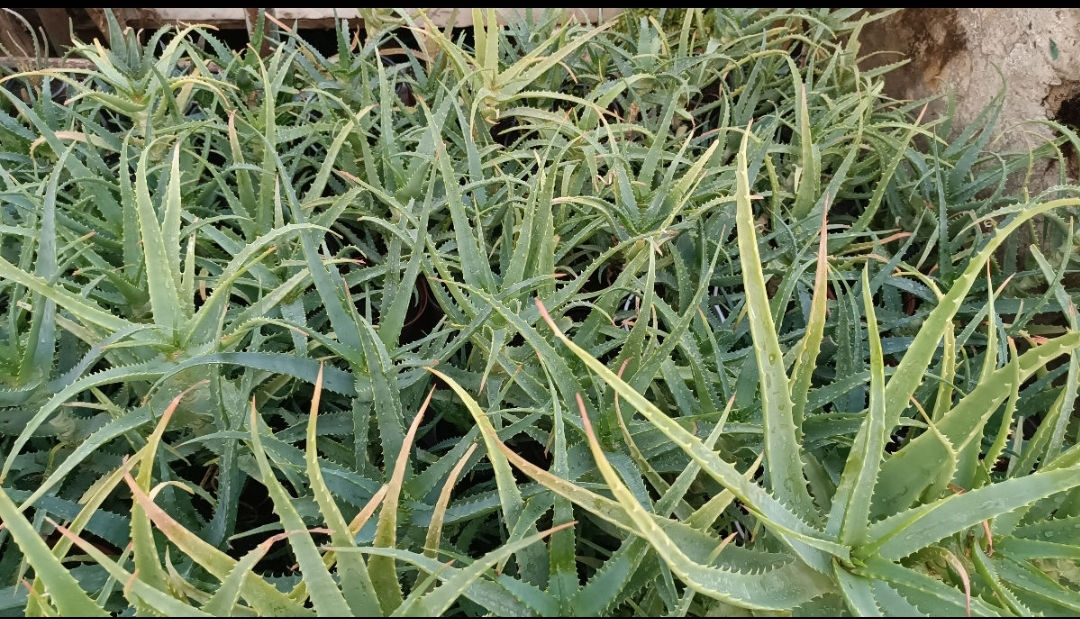 Frunze de aloe / листья алоэ foto 0