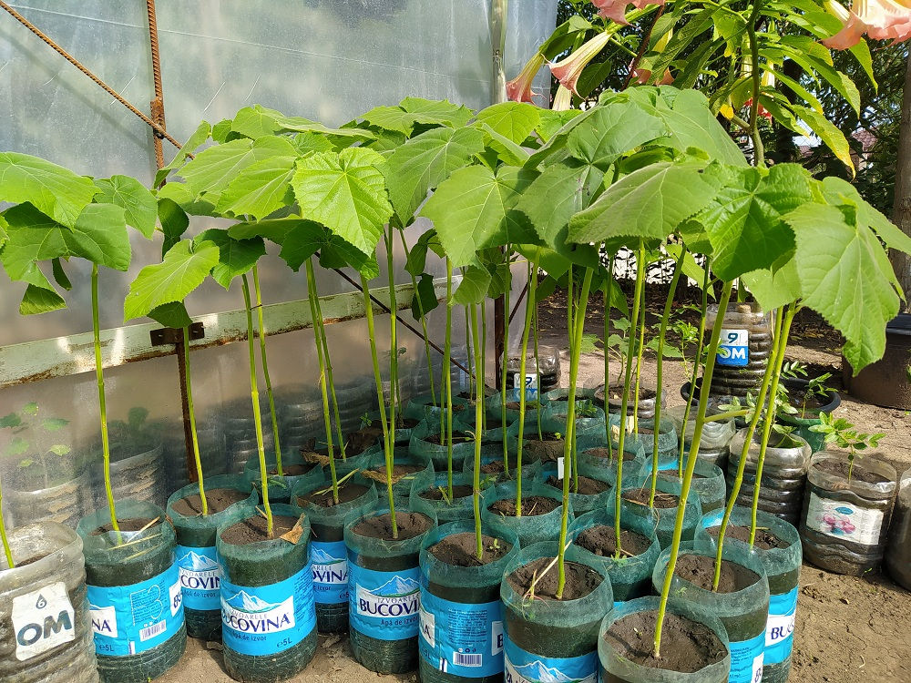 Павловния Шан Тонг и Томентоса. Puieti Paulownia Shan Tong si Tomentosa ...
