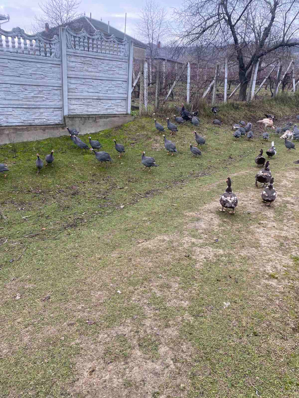 Avem în vinzare curcani curci bibilici rate mute giste hulubi epuri foto 6