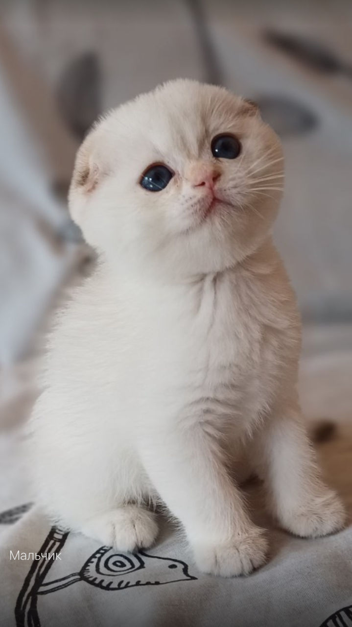 Клубные шотландские котята ,окрас золотая шиншилла,с родословной фото 6