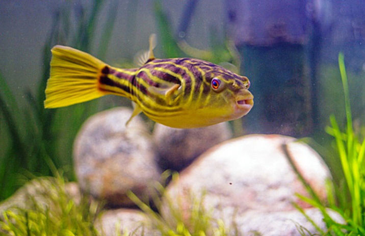 Tetradon fahaka тетраодон фахака foto 2
