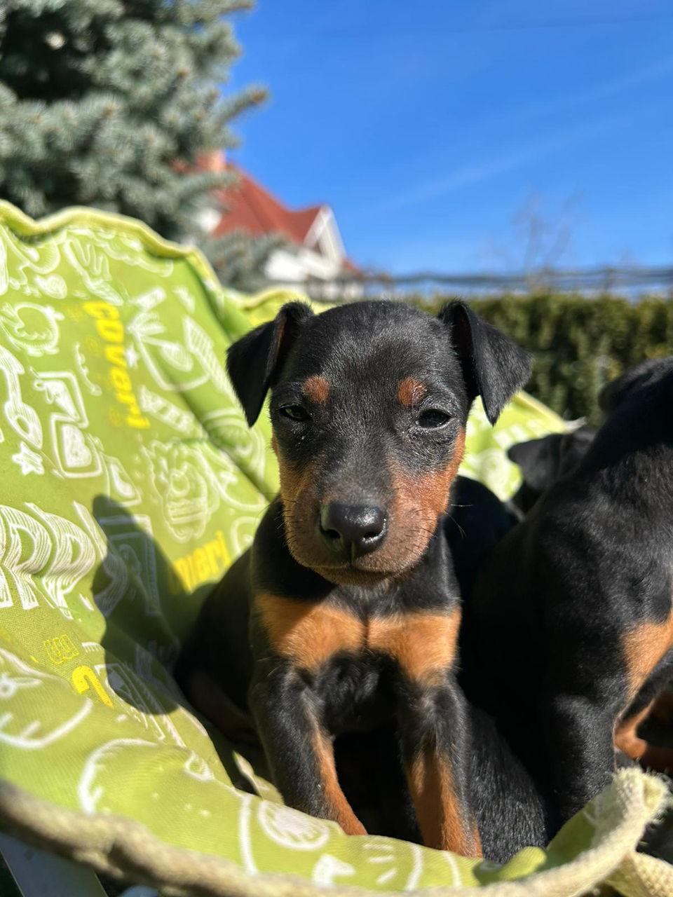 Zwergpinscher foto 6