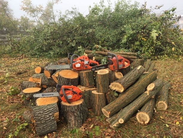 Taierea copacilor,Пилим деревья бензопилой,defrisare arbori. foto 2