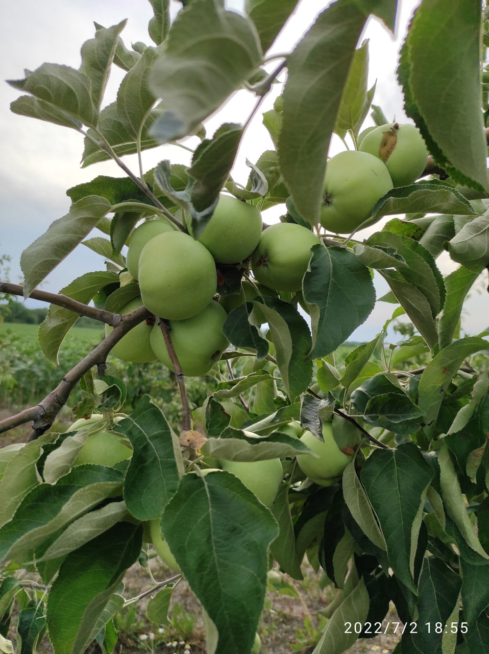 Яблоки Белый Налив