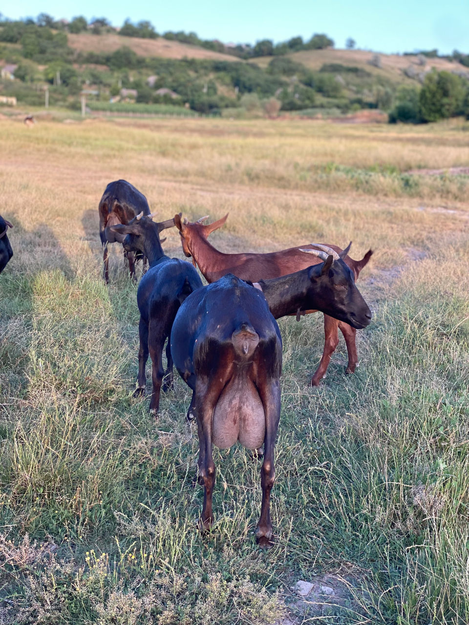 Продаются козы и козёл,мурсия гранада! фото 0