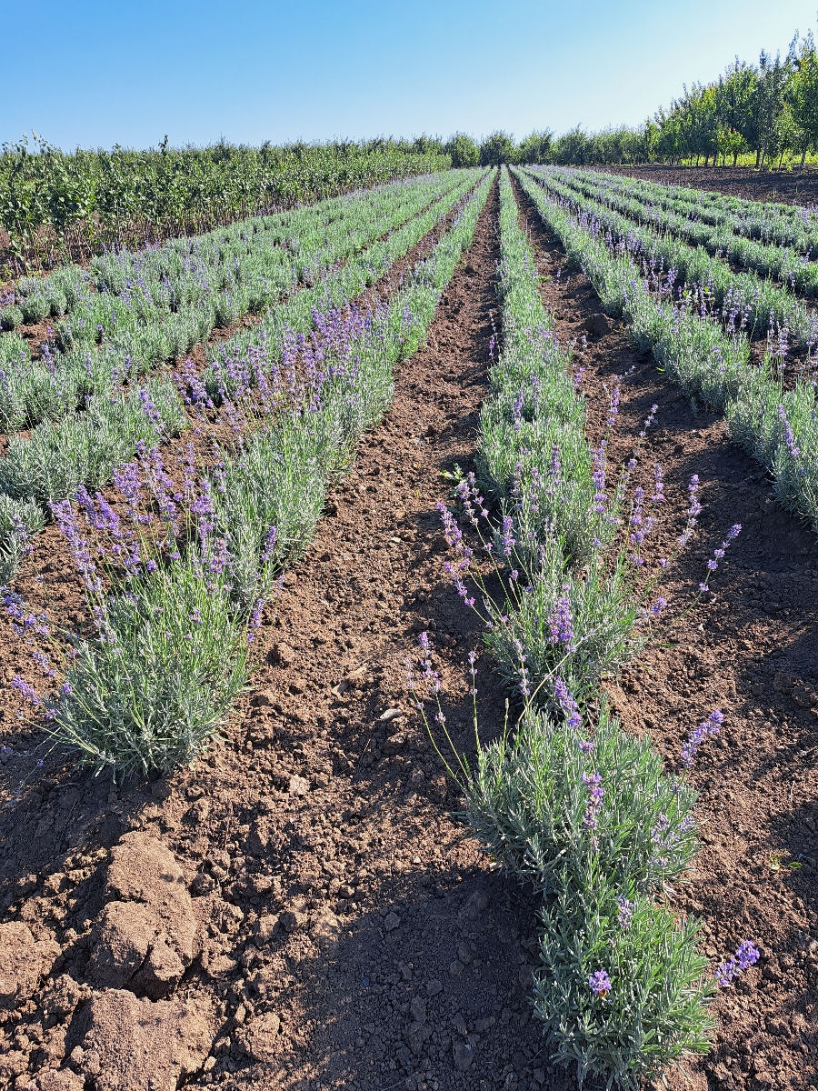 Lavanda foto 5