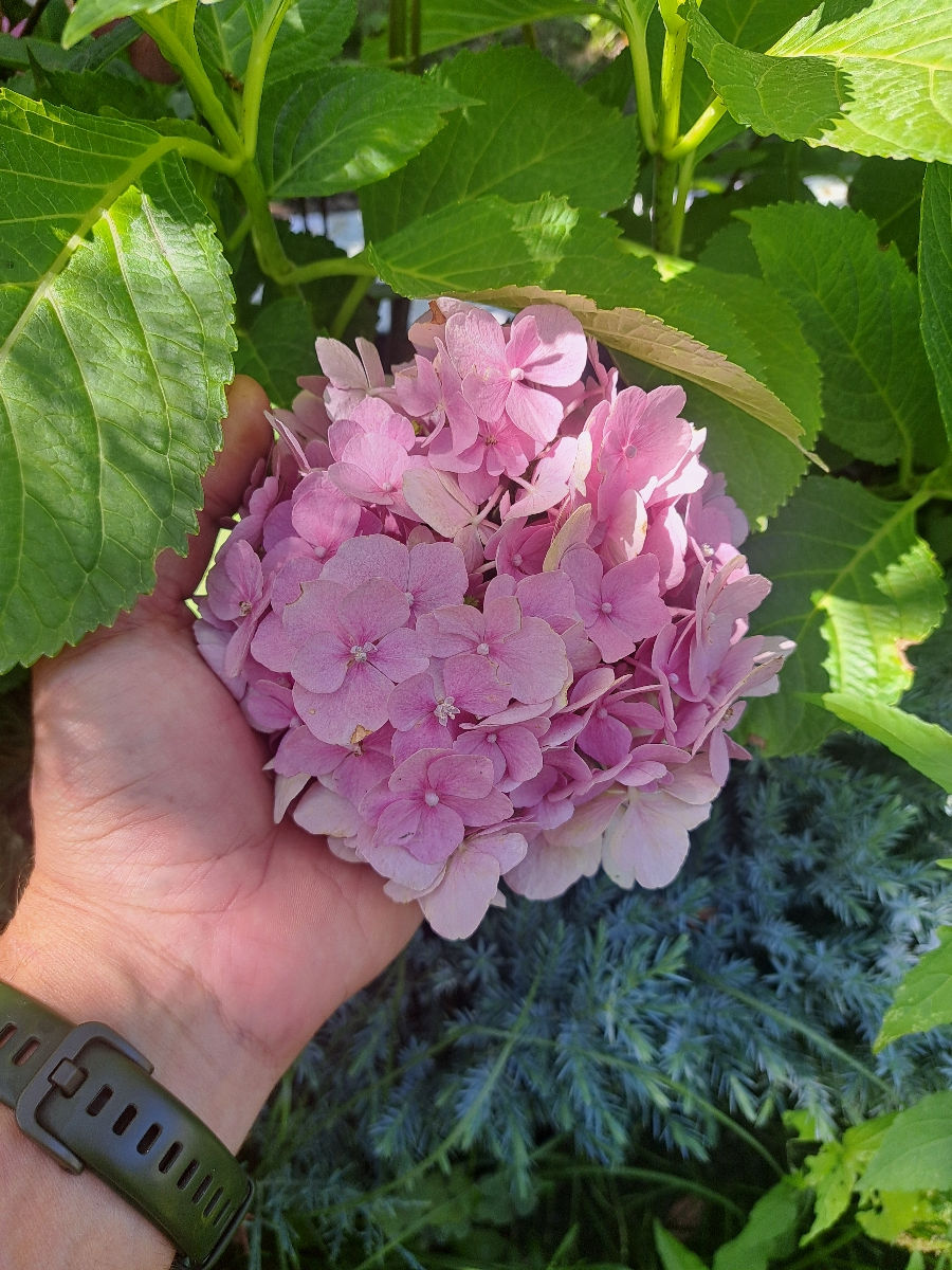 Hortensia foto 1