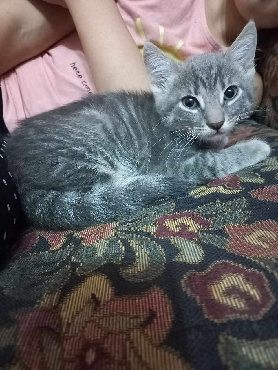 Отдам котёнка в хорошие руки