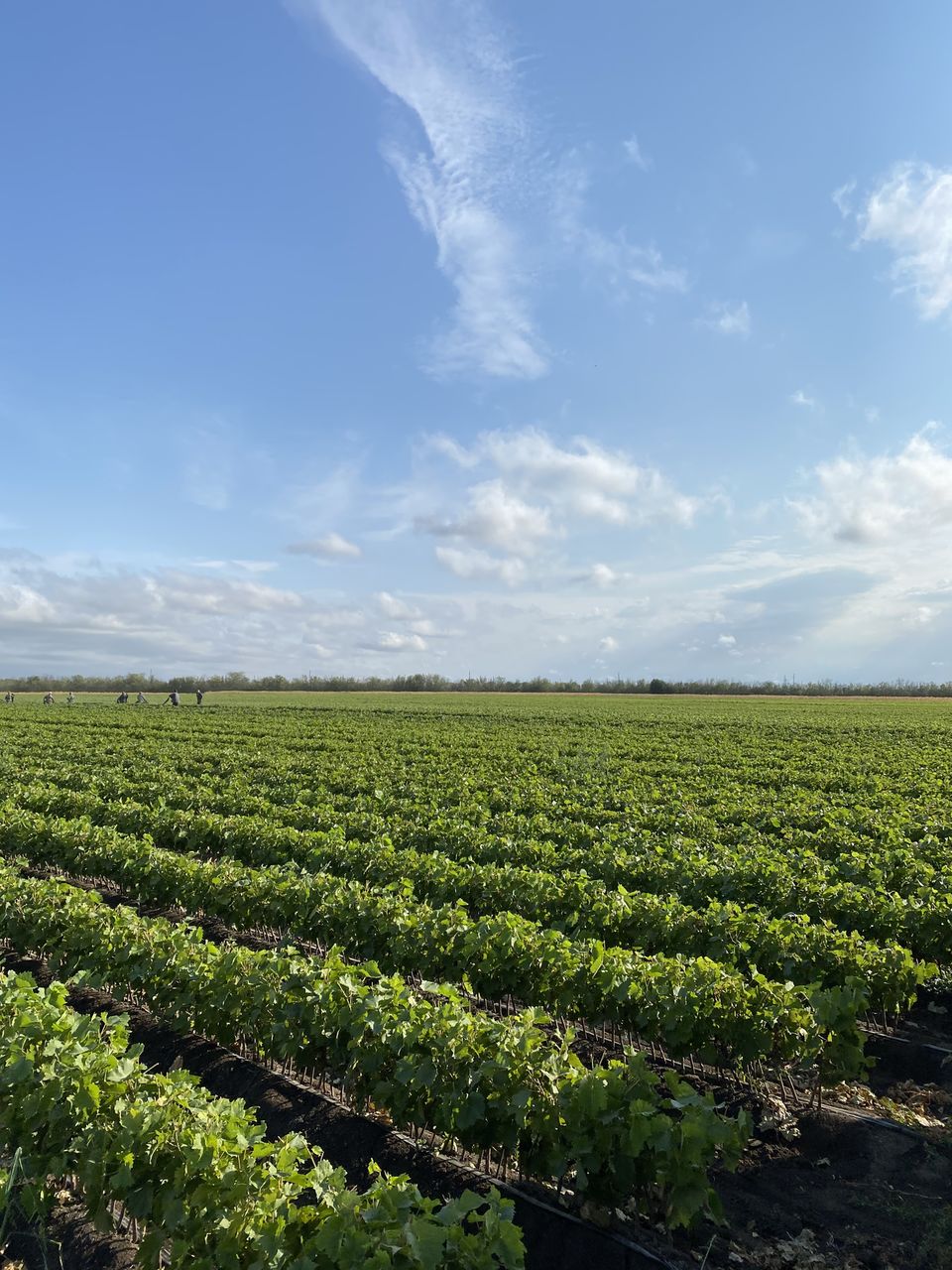 Butasi vita de vie foto 5