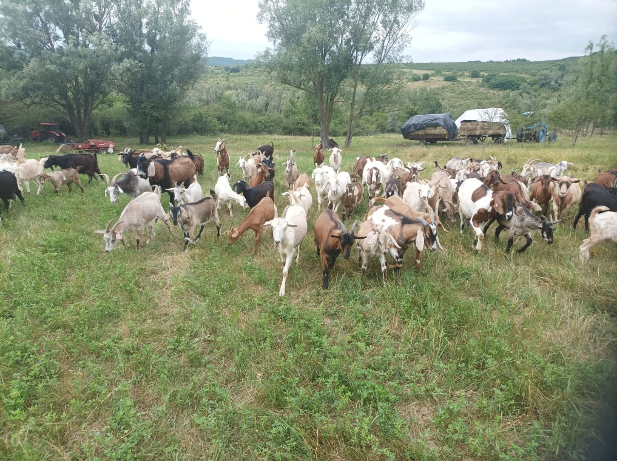 Vând  capre și iedițe  фото 3