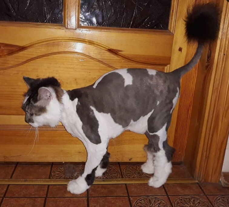 Стрижка котов с выездом на дом! фото 3