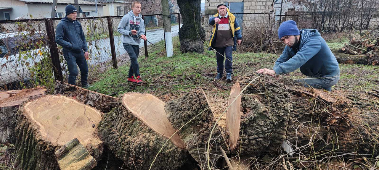 Servicii tăiere a copacilor sau crengilor problematice! foto 1