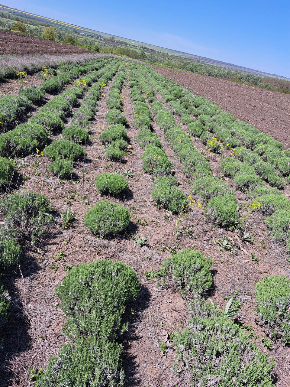 Lavanda foto 9