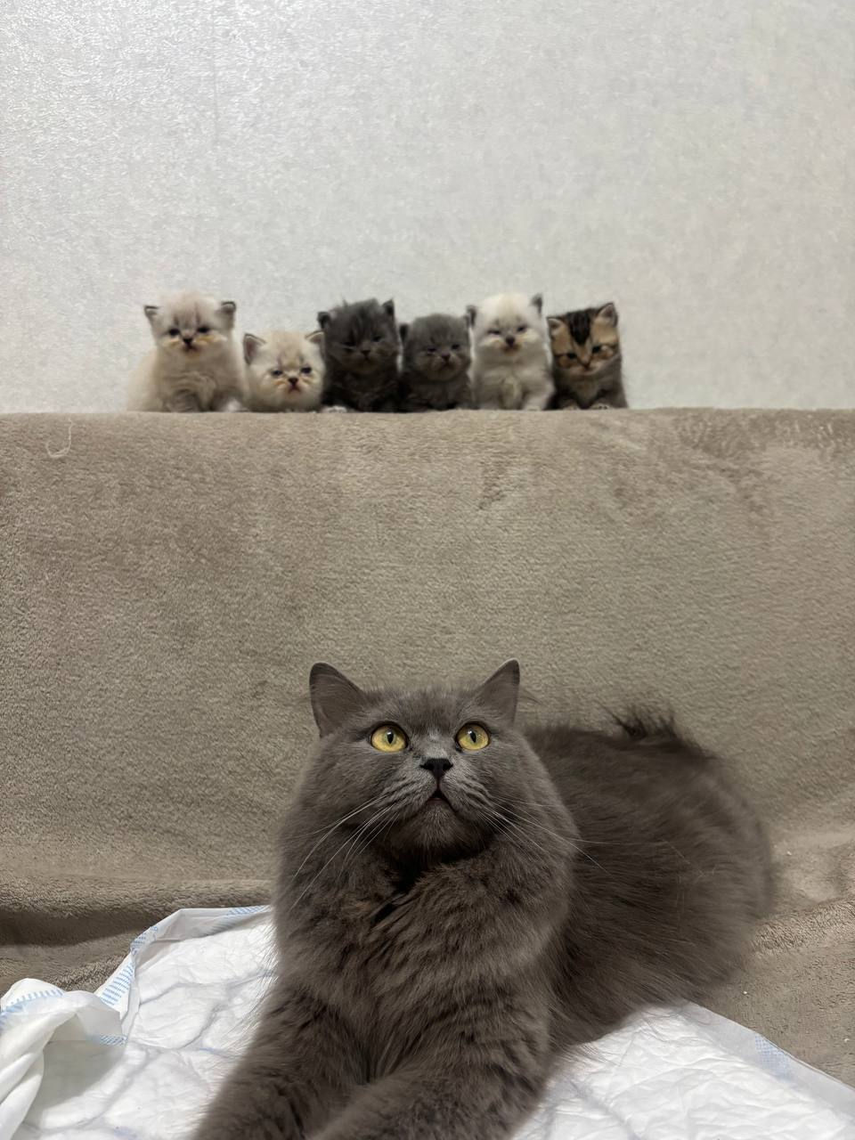 Vânzare/продаются - british longhair/shorthair (котята) foto 0