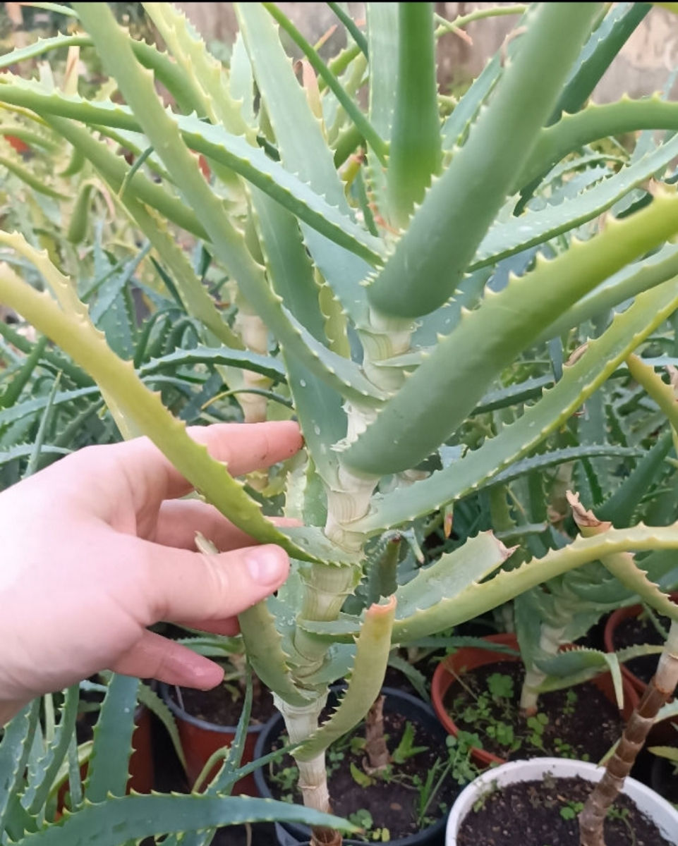 Frunze de aloe / листья алоэ foto 2