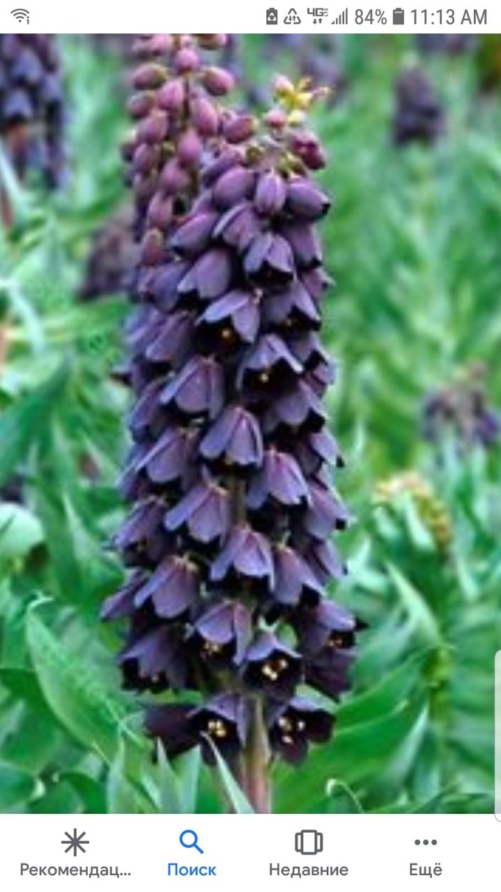 zambile, crocus, lalele, narcis, iris, branduse, fritillaria, muscari foto 7
