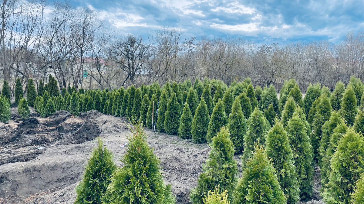 Thuja Smaragd / tuya smaragd / Arbusti de tuia foto 0
