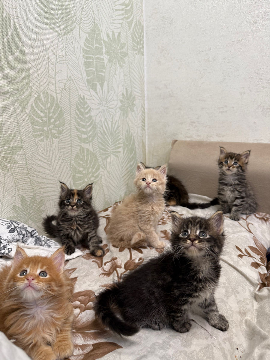 Котята Майн Кун , ищут семью фото 0