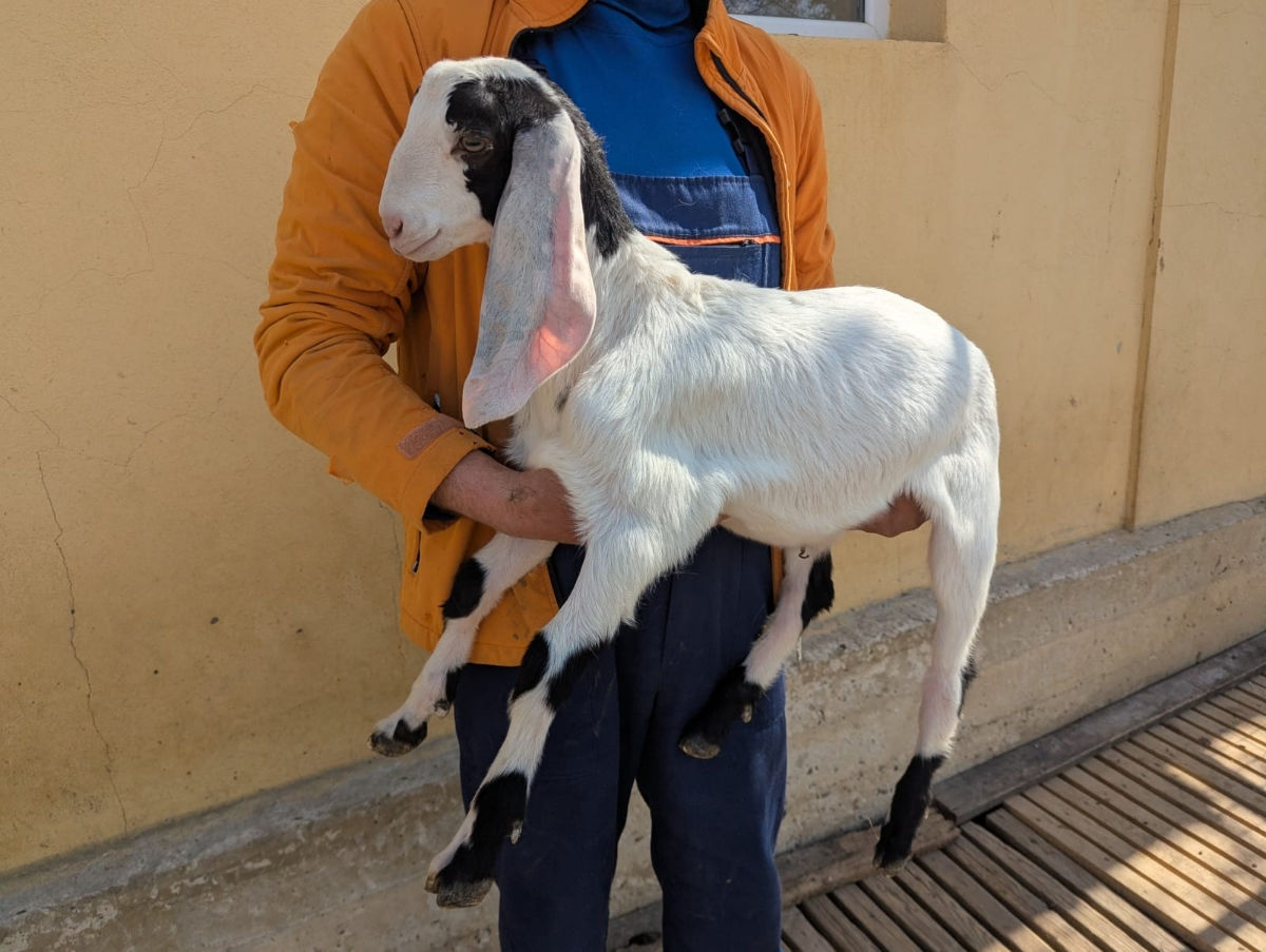 Iezi Kamori-Nubieni Reducere ! foto 7