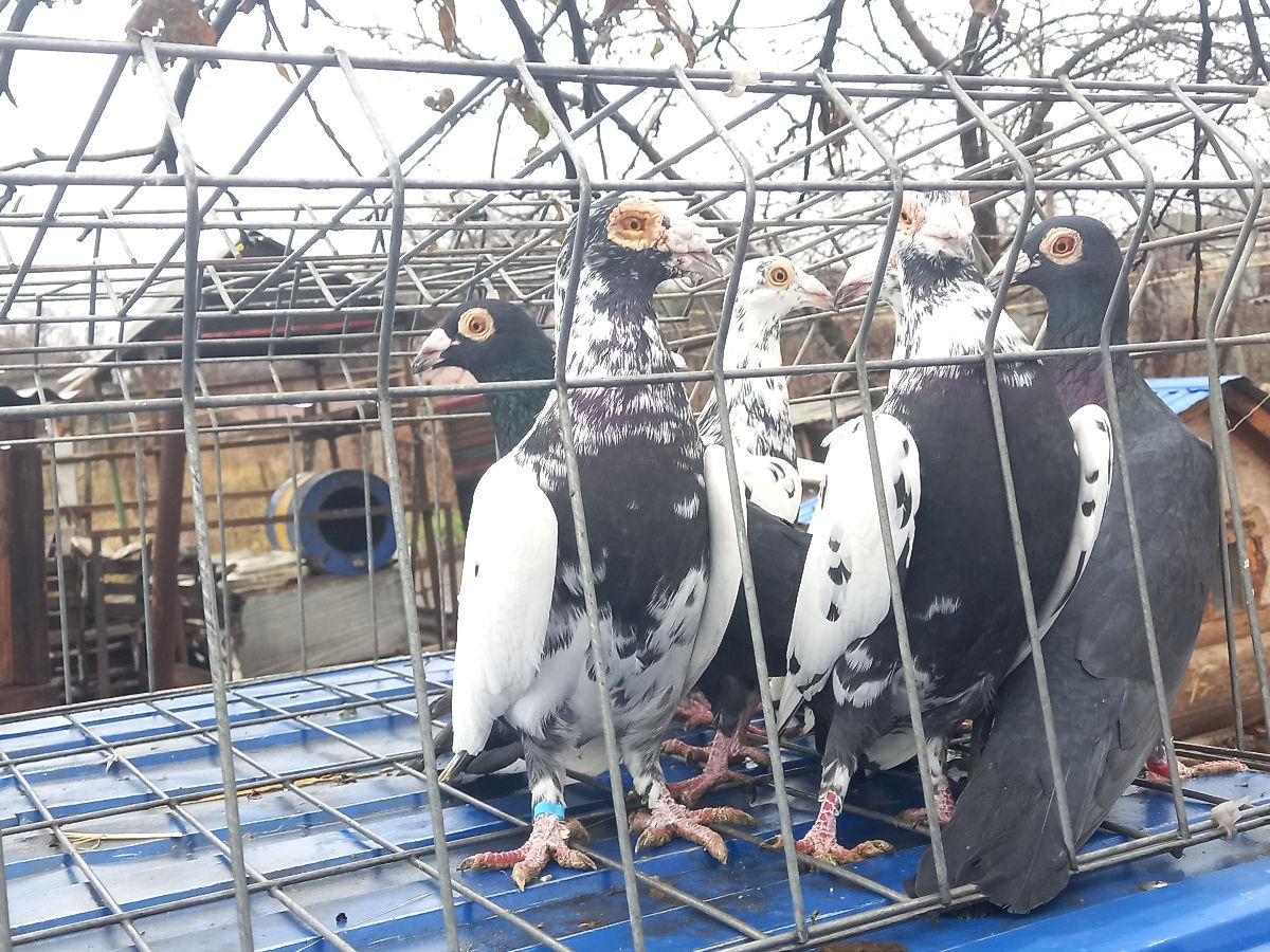 Голуби