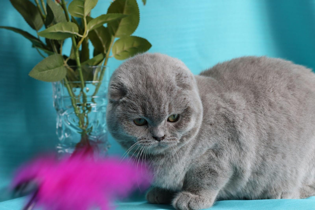 Кот лиловый вислоухий! Бельцы.  фото 2