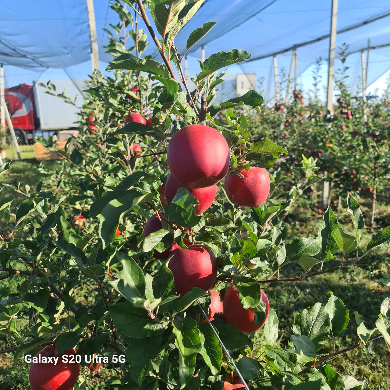 Vind Mere Red Delicious Jaromine; Gala T-Rex foto 0