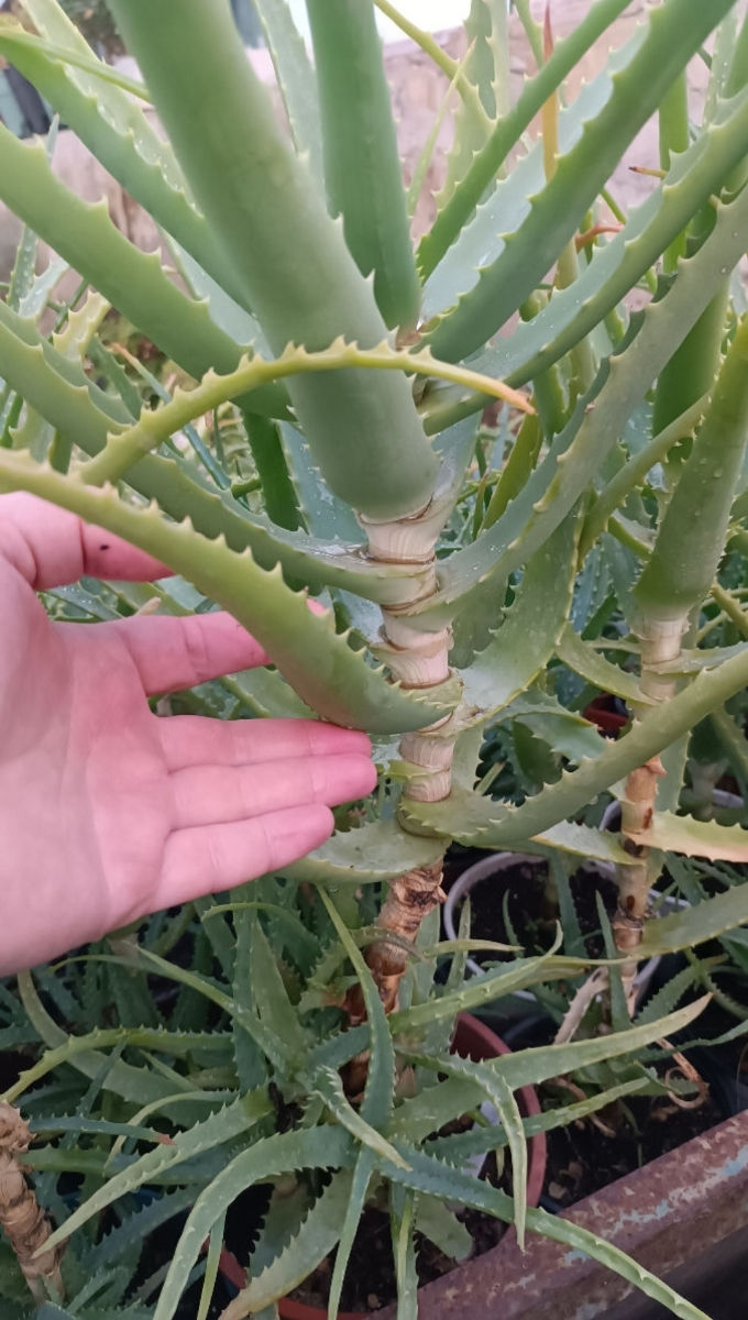 Frunze de aloe / листья алоэ foto 1
