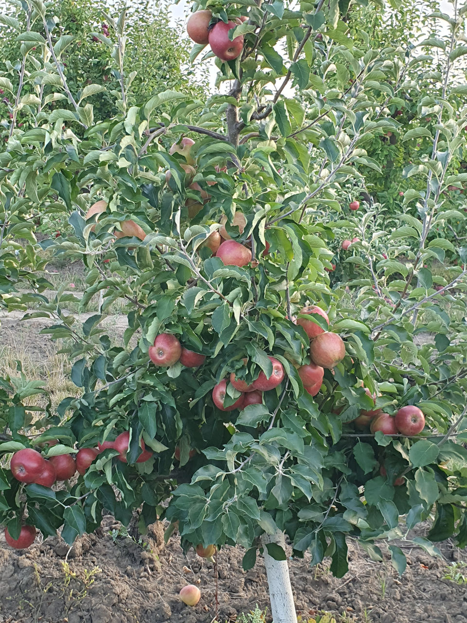 Продается яблоки Ред Джонапринц на экспорт
