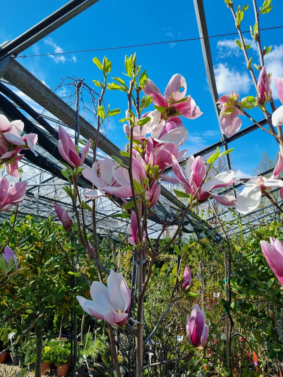 Magnolia foto 6