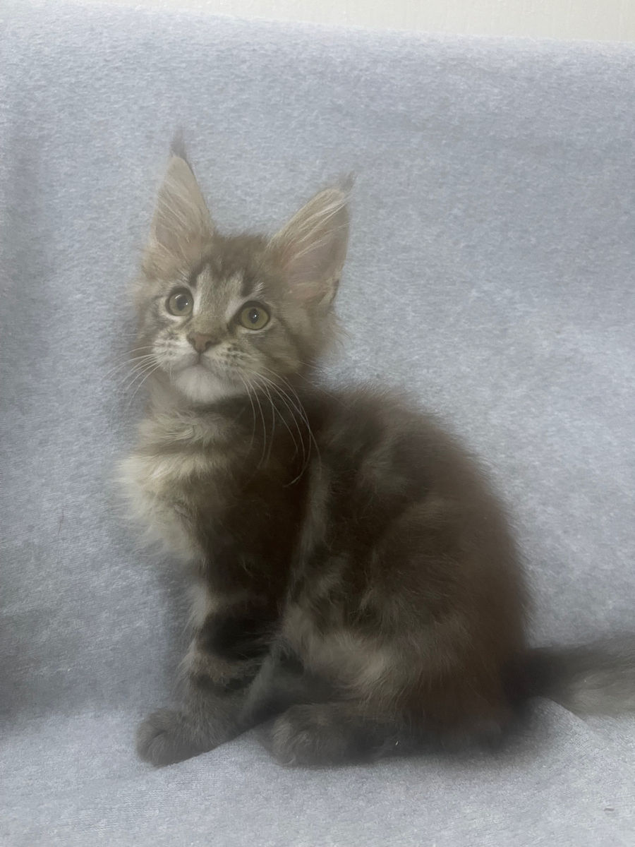 Pisoi gigant mein coon de vânzare.Продаются котята породы мейн кун foto 6