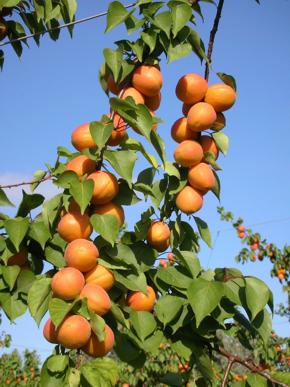 Pomi fructiferi - prun , prăsad , vișin , persic , cais ( abricos ) ... foto 9