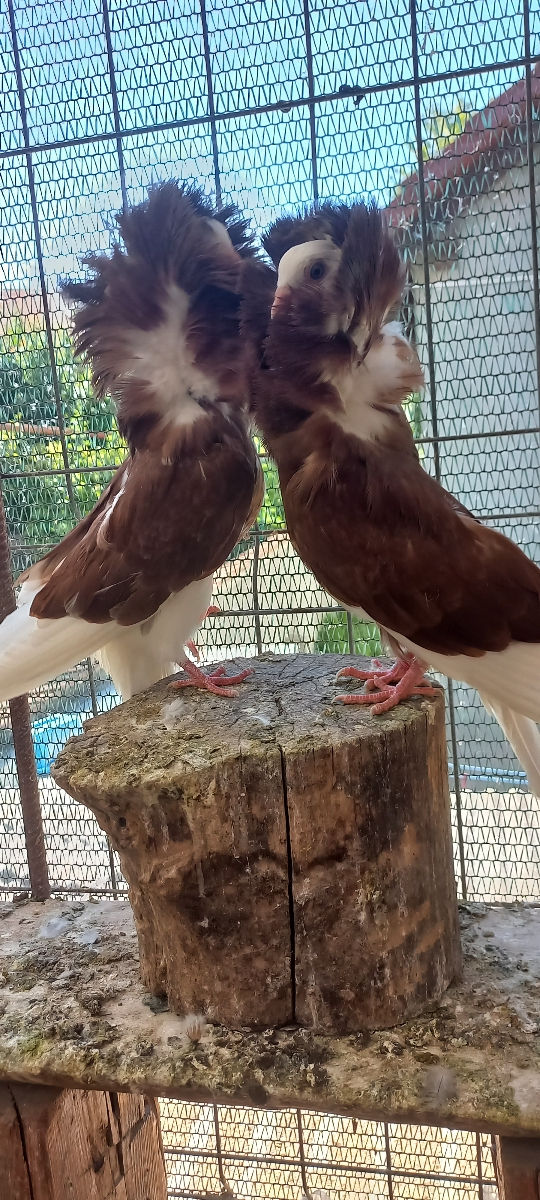 Porumbei foto 2