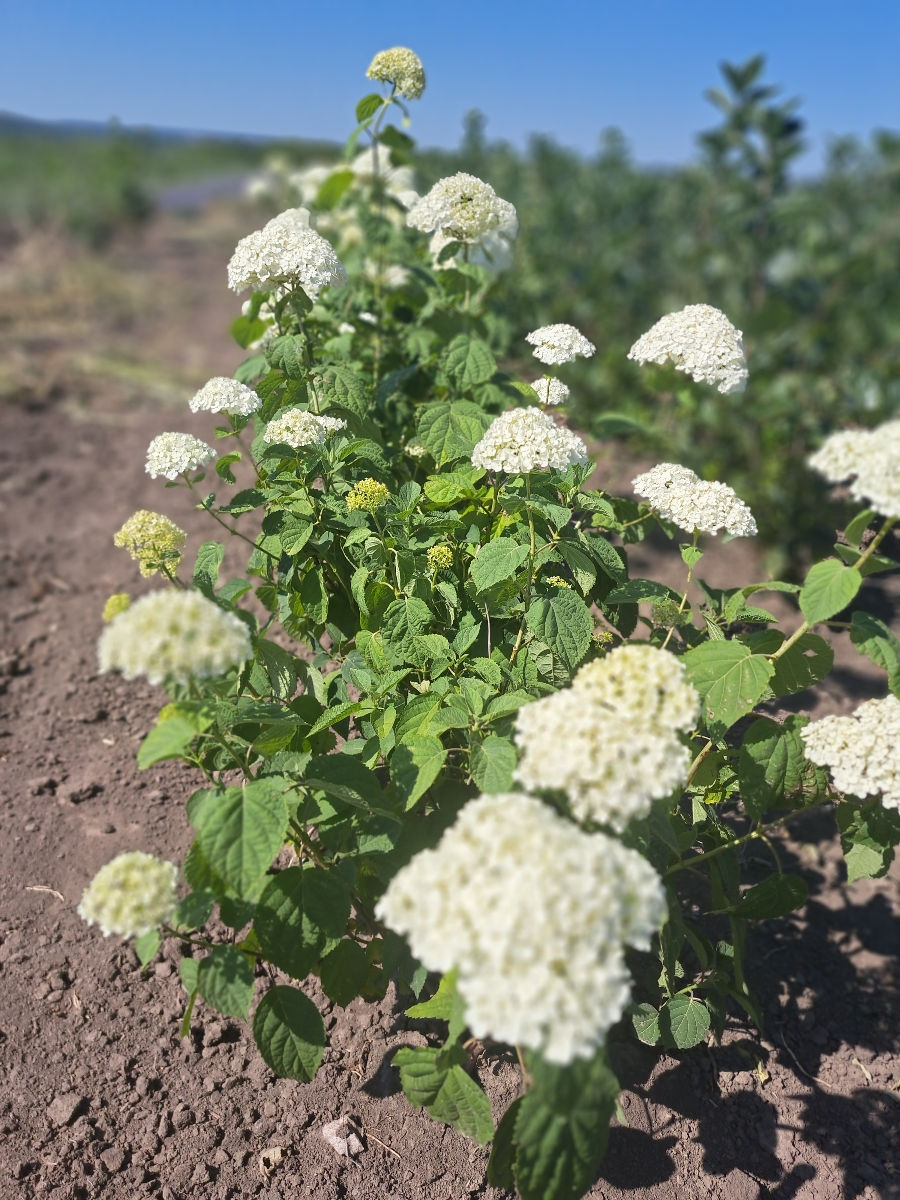 Hortensia foto 5