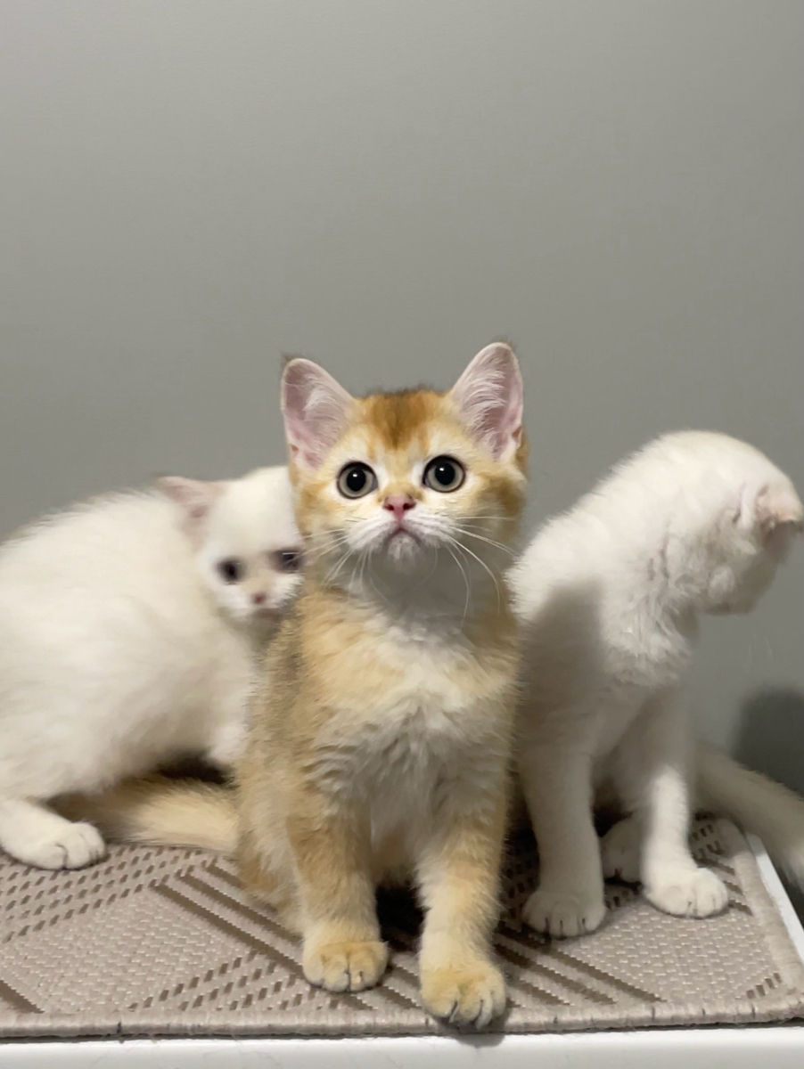 Золотая шиншилла