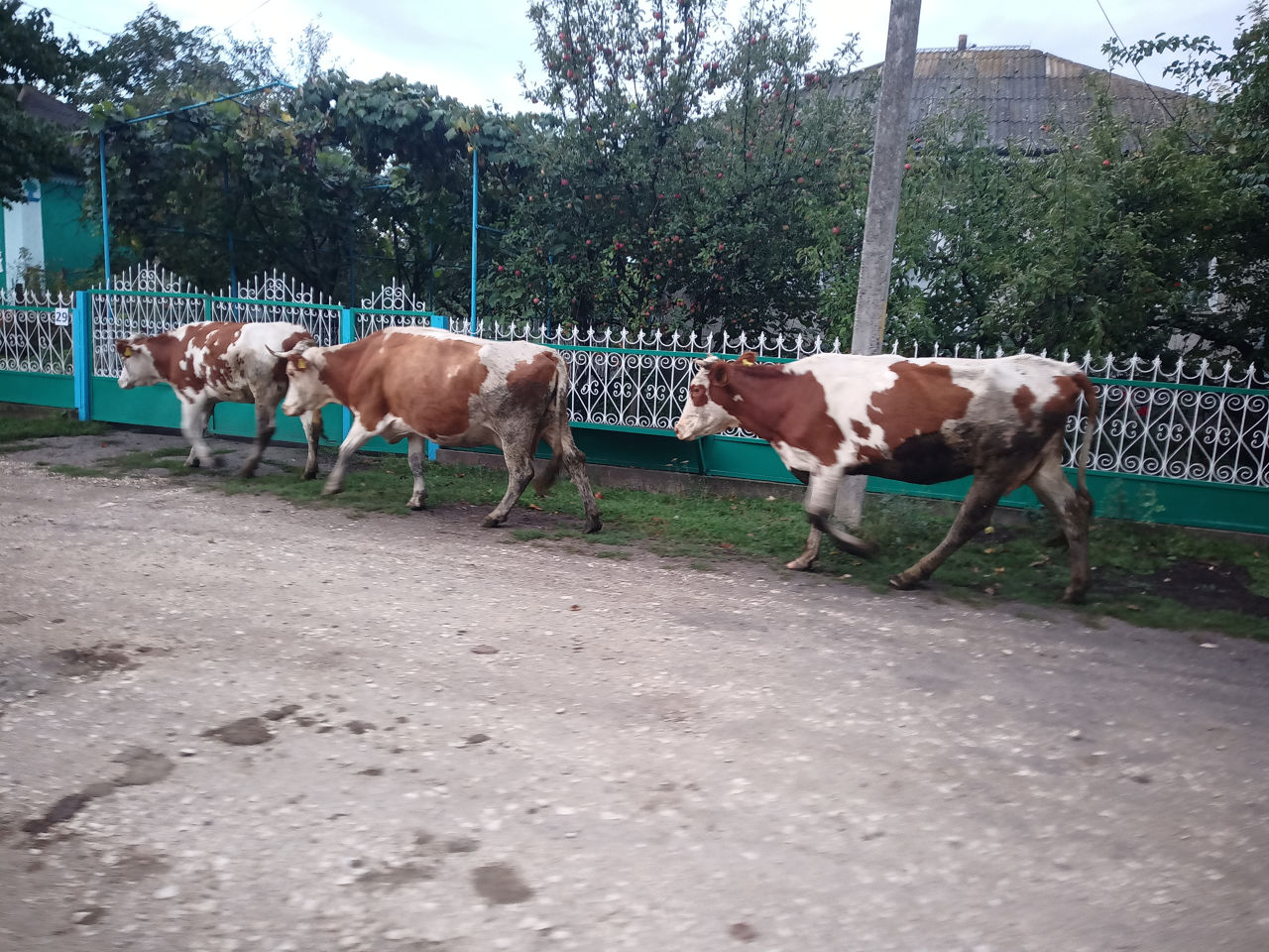 Срочно продам две коровы