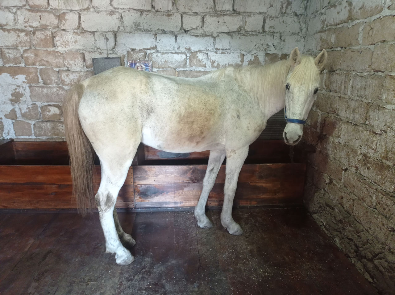 Лошадь не кусает не бьёт тянет одну тонну работяга продаётся только ...